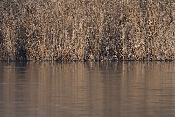 Tarabuso  - Nicola Marchioli