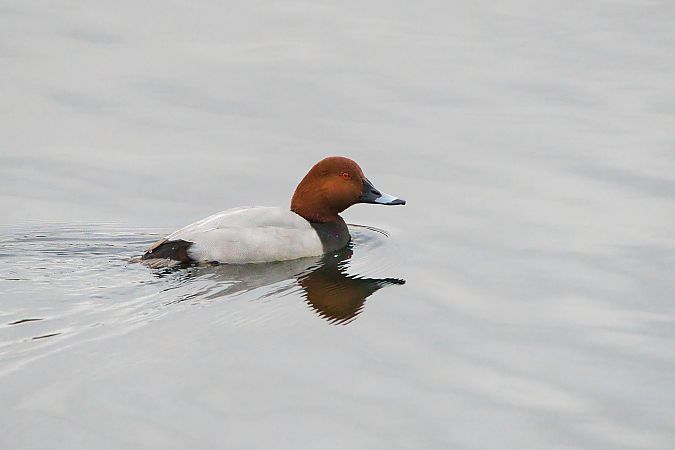 Moriglione  - Nicola Marchioli