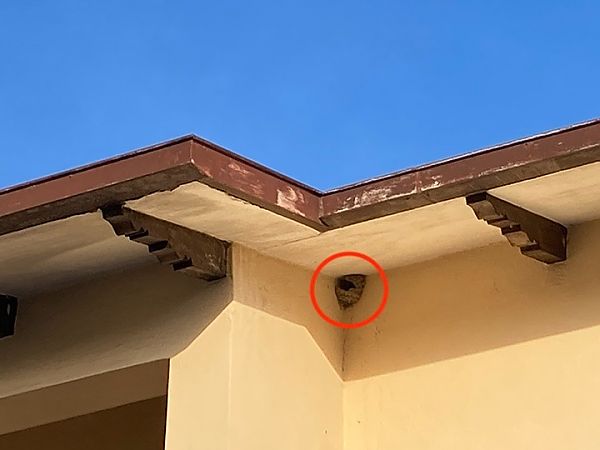 Balestruccio  - Laura Falcinelli