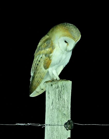 Barbagianni  - Matteo Faggi