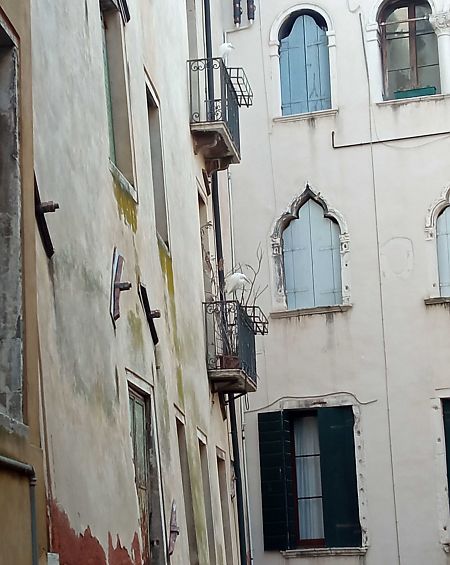 Garzetta  - Alessandro Zaninoto