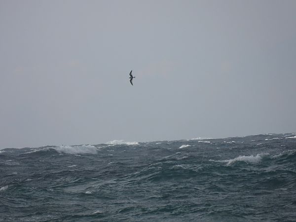 Gabbiano tridattilo  - Dario Salemi