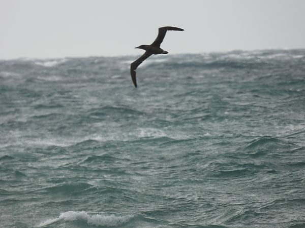 Sula  - Dario Salemi