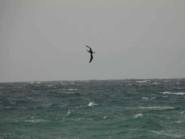 Sula  - Dario Salemi