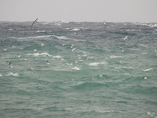 Gabbianello  - Dario Salemi