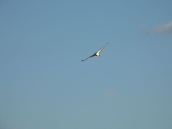 Ibis sacro  - Dario Salemi