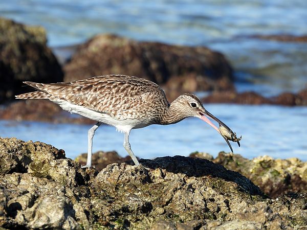 Chiurlo piccolo  - Dario Salemi