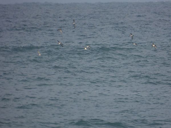 Berta minore  - Dario Salemi