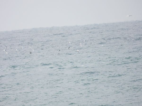 Gabbianello  - Dario Salemi