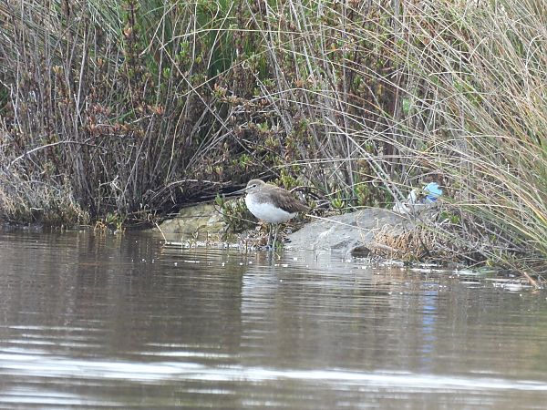 Piro-piro culbianco  - Dario Salemi