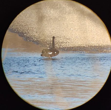 Cigno nero  - Lorenza Venturini