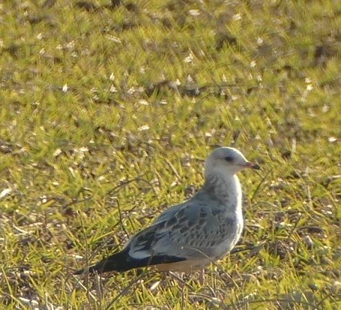 Gavina  - Giorgio Andrea Avanzo (FVG)