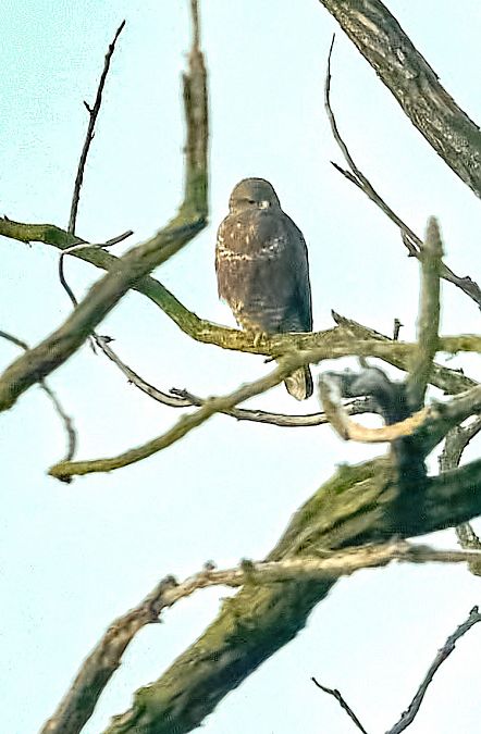 Poiana  - Angelo Matteucci