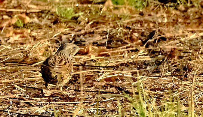 Passera scopaiola  - Angelo Matteucci