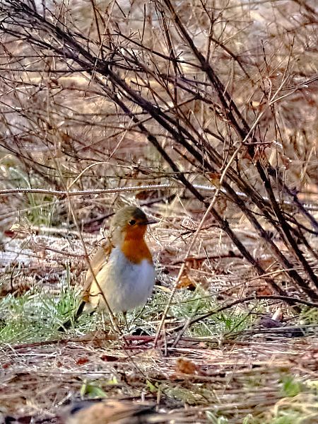 Pettirosso  - Angelo Matteucci