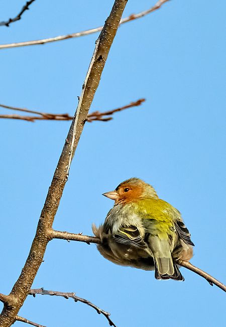 Peppola  - Angelo Matteucci