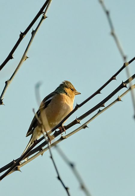 Fringuello  - Angelo Matteucci