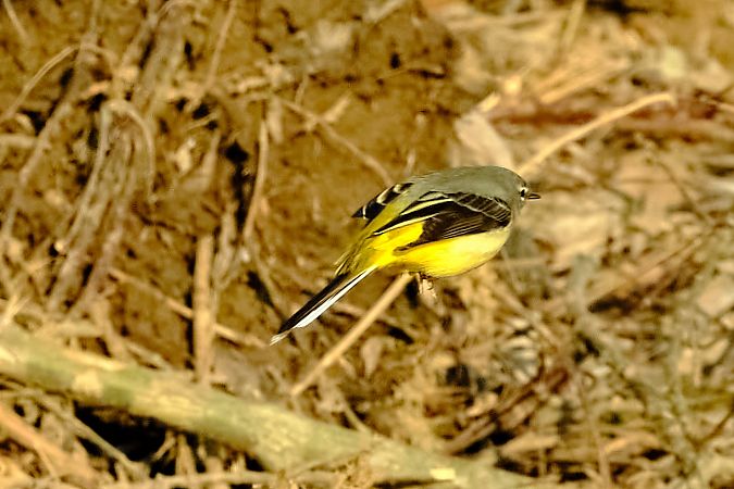 Ballerina gialla  - Angelo Matteucci