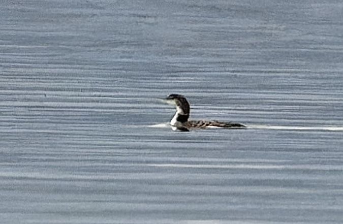 Strolaga maggiore  - Jasper Baruth