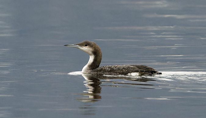 Strolaga mezzana  - Jasper Baruth