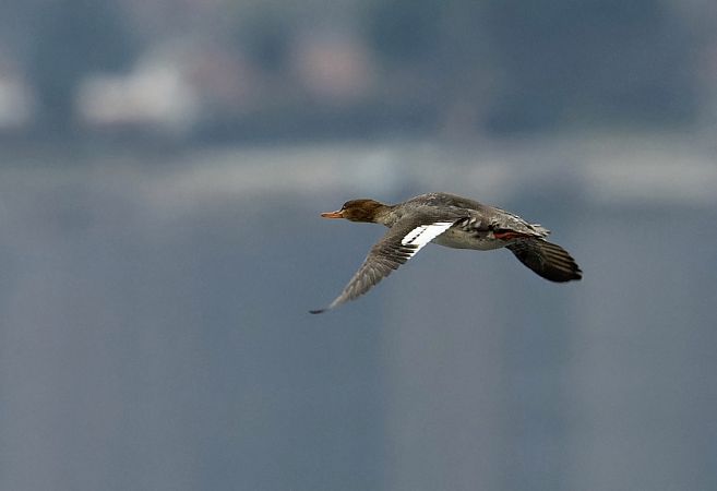 Smergo minore  - Jasper Baruth