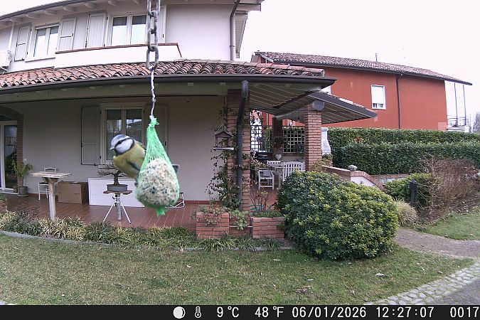 Cinciarella  - Giovanbattista Compagnoni