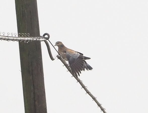 Tortora orientale  - Federico Cossettini