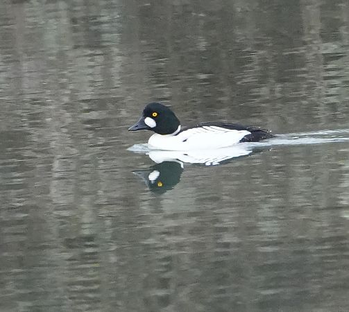 Quattrocchi  - Denise Schneider