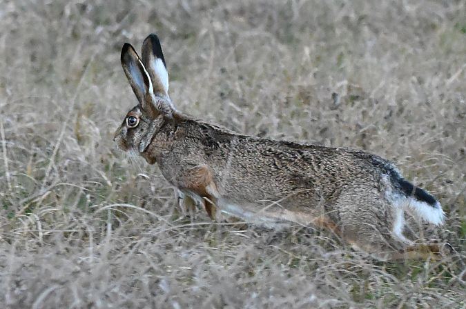 Lepre comune  - Claudio Ciullo