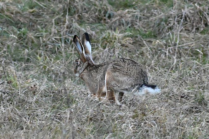 Lepre comune  - Claudio Ciullo