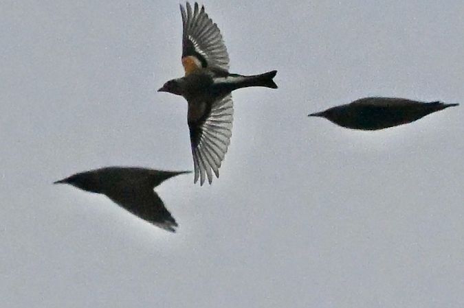 Peppola  - Claudio Ciullo