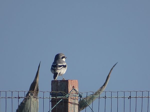 Averla maggiore  - Antonella Di Gangi