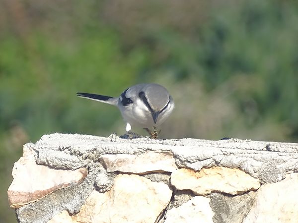 Averla maggiore  - Antonella Di Gangi