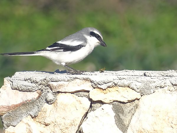 Averla maggiore  - Antonella Di Gangi