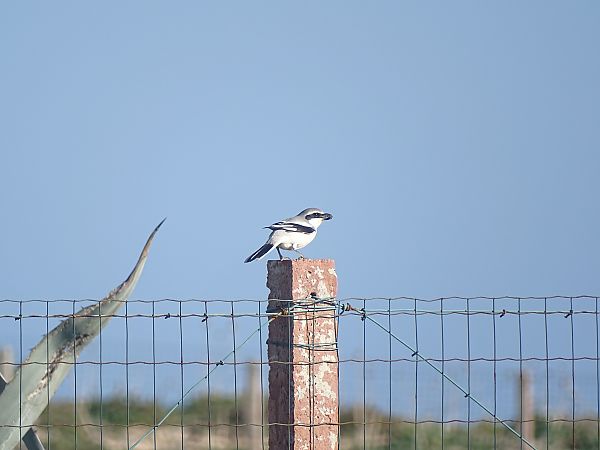 Averla maggiore  - Antonella Di Gangi
