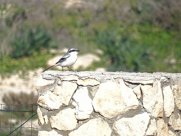 Averla maggiore  - Antonella Di Gangi