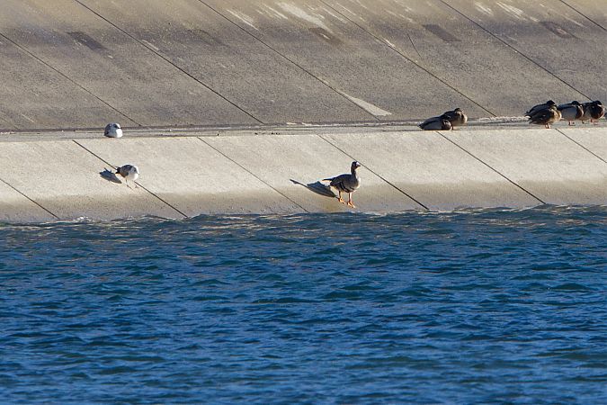 Oca lombardella  - Saba Cretti