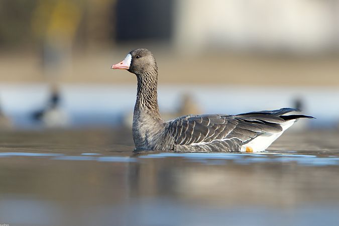Oca lombardella  - Saba Cretti