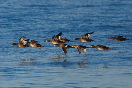 Orco marino  - Loris Loris