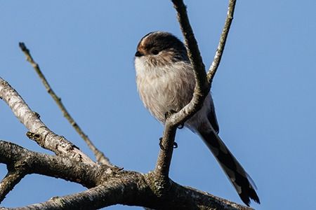 Codibugnolo  - Loris Loris