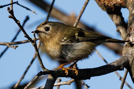 Regolo  - Loris Loris