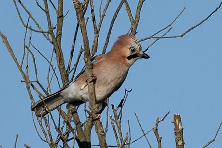 Ghiandaia  - Loris Loris