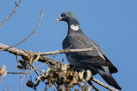 Colombaccio  - Loris Loris