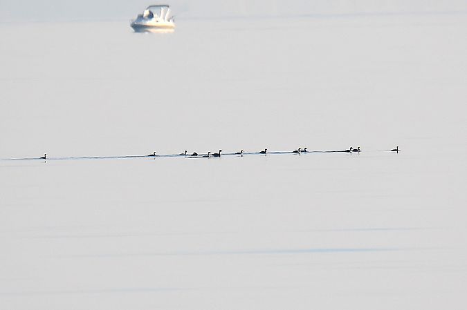 Svasso cornuto  - Bruno Delbianco