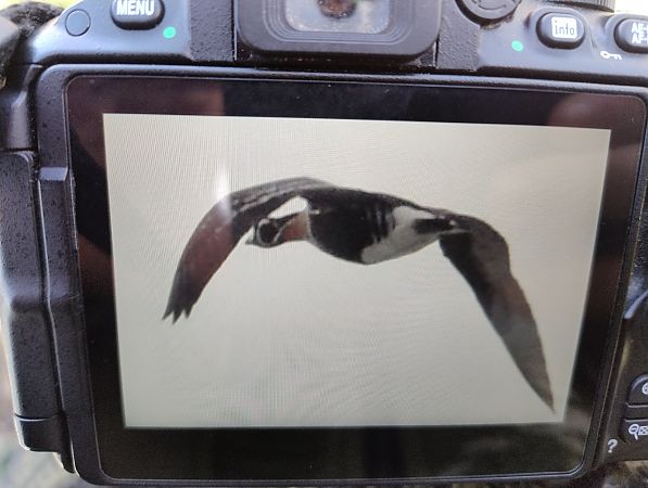 Oca collorosso  - Marco Bettoni