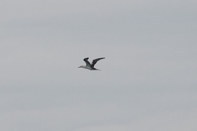 Sula  - Marco Bettoni