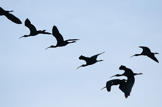 Mignattaio  - Marco Bettoni