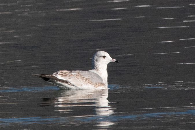 Gavina  - Marco Bettoni