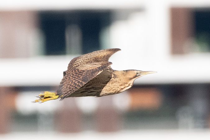 Tarabuso  - Marco Bettoni