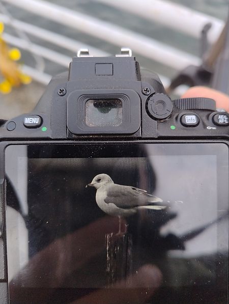 Gavina  - Marco Bettoni